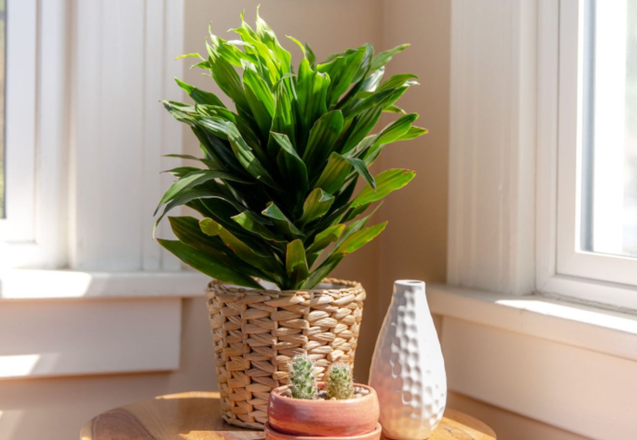 Chăm sóc cây Phát Tài Búp Sen mà bạn nên biết